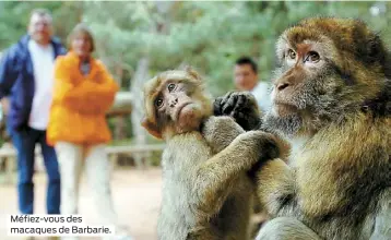  ??  ?? Méfiez-vous des macaques de Barbarie.