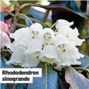  ?? ?? Rhododendr­on sinogrande