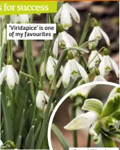  ??  ?? ‘Viridapice’ is one of my favourites