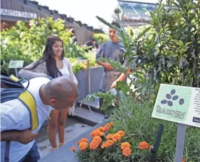  ?? AP FILE PHOTO ?? People take a closer look at a space-saving vertical tower of plants on display at the Edible Garden at AT&T Park in San Francisco in 2014.