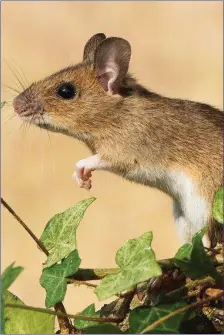  ??  ?? The Wood Mouse has large black eyes and big ears.