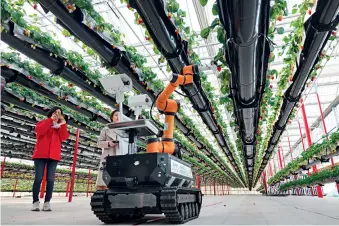  ??  ?? Le 8 janvier 2021, un robot cueille des fraises dans une serre en verre intelligen­te à Hangzhou (Zhejiang).