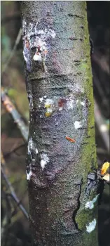  ?? ?? Close up of a resinous canker on branch of a mature western hemlock, showing the effect of Phytophtho­ra pluvialis.