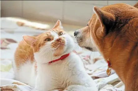 Sniffing out potential friends - PressReader