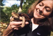  ?? Arnold Gold / Hearst Connecticu­t Media ?? Turtle rehabilita­tor Pam Meier holds a female eastern box turtle in Madison on Sept. 27.