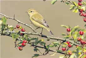  ?? Pictures: ALAMY; GETTY ?? PECKISH: Choosing the right plants creates a natural feeding station