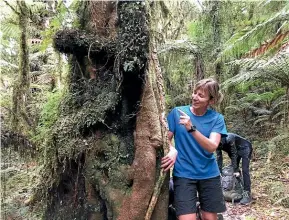  ?? KAMALA HAYMAN/STUFF ?? Hollyford guide Rebecca ‘‘Becs’’ Howe shares her knowledge of New Zealand’s native bush.