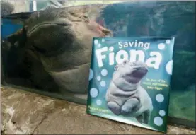  ?? JOHN MINCHILLO — THE ASSOCIATED PRESS ?? Fiona, a baby Nile Hippopotam­us, sleeps in her enclosure beside a copy of “Saving Fiona,” posed for a photograph at the Cincinnati Zoo & Botanical Garden, in Cincinnati.