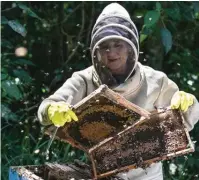  ?? ?? Acevedo checks a beehive.