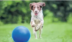  ?? BERNHARD KLUG DREAMSTIME ?? If you want to choose a toy that your dog can easily spot, go with blue or yellow.
