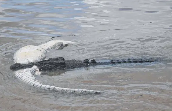  ?? Pictures: ANDREW BETTERIDGE ?? A group of three crocs tore apart a 4m saltie on the Adelaide River, much to the amazement of Spectacula­r Jumping Crocodile Cruise guests