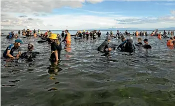  ?? BRADEN FASTIER /STUFF ?? Volunteers and members of Project Jonah work to refloat the pilot whales that stranded at Farewell Spit. Ten or so died.