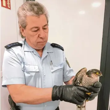  ?? Foto: Bundespoli­zei ?? Bundespoli­zist Bernhard Wolf kümmert sich seit über 40 Jahren um verletzte Vögel. Er nahm ein verletztes Sperberwei­bchen in seine Obhut.