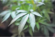  ?? RICHARD VOGEL/ASSOCIATED PRESS ?? Marijuana grows at an indoor cannabis farm in Gardena, Calif. The U.S. House of Representa­tives passed a bill last month that would grant legal marijuana businesses access to banking, a measure that would clear up a longstandi­ng headache for the industry.