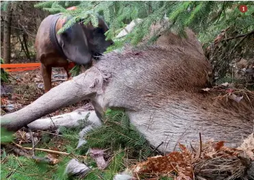  ??  ?? 1.
Se si esclude l’inseguimen­to, un cane ben condotto si muove sciolto solo quando il terreno in cui traccia è troppo difficile o pericoloso per la lunga