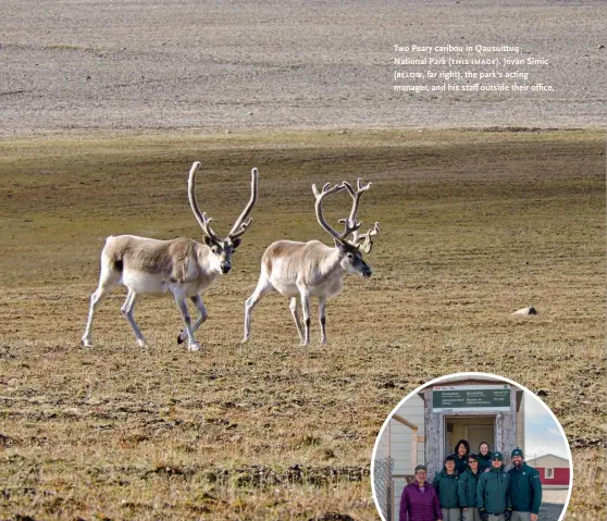  ??  ?? Two Peary caribou in Qausuittuq National Park ( this image). Jovan Simic ( below, far right), the park’s acting manager, and his staff outside their office.