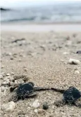  ??  ?? Turtle release in Punta Fuego