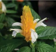  ?? Annual. (Photo by Eddie Smith, MSU Extension) ?? The Golden Yellow shrimp plant is a noteworthy perennial that if sheltered indoors for the winter can become an