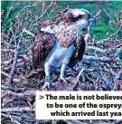  ?? ?? > The male is not believed to be one of the ospreys which arrived last year