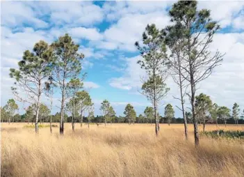  ?? KEVIN SPEAR/ORLANDO SENTINEL ?? The vast expanse of wildlands between Central and South Florida was given a second chance for conservati­on when, in the heart of it, the Destiny developmen­t was reincarnat­ed as DeLuca Preserve.