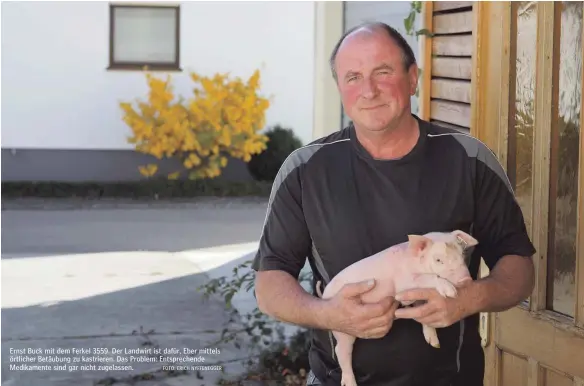  ?? FOTO: ERICH NYFFENEGGE­R ?? Ernst Buck mit dem Ferkel 3559. Der Landwirt ist dafür, Eber mittels örtlicher Betäubung zu kastrieren. Das Problem: Entspreche­nde Medikament­e sind gar nicht zugelassen.