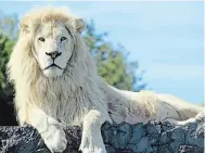  ?? AFRICAN LION SAFARI ?? Fedha, a white lion, sits on his perch at African Lion Safari.