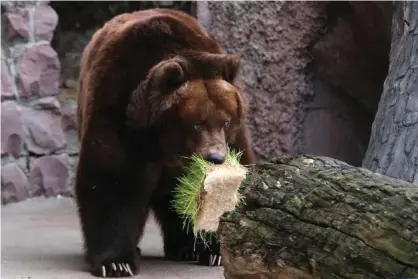  ?? Photograph: Mikhail Tereshchen­ko/Tass ?? Weather brings Moscow Zoo bears out of hibernatio­n month earlier than usual.