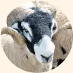  ??  ?? The North York Moors: A Wild Year – an upland ram