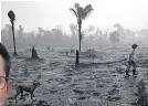  ??  ?? WRECKED Burnt area of rainforest. Left, WWF chief Mauricio Voivodic