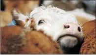  ?? Calgary Herald Archive ?? A report by the Canadian office of the World Society for the Protection of Animals recommends that all levels of government should regulate intensive livestock operations as they do other industrial operations.