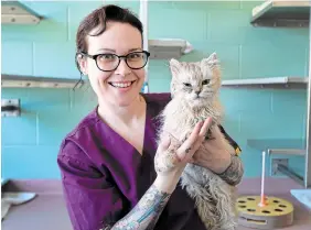  ?? JOHN RENNISON PHOTOS
THE HAMILTON SPECTATOR ?? Heather Ashcroft holds Sessenach, 13 years old, who is part of a collection of cats at the HamiltonBu­rlington SPCA that was found in a truck. Also part of the group are Jamie, far left, and Kelly.