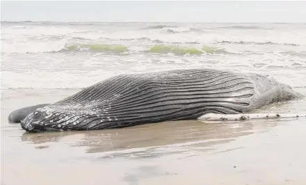  ?? Wayne Parry / Associated Press ?? The body of a humpback whale lies on a beach in Brigantine, N.J., after it washed ashore on Jan. 13. The Marine Mammal Commission said Tuesday there is no evidence linking offshore wind activities with recent whale deaths.