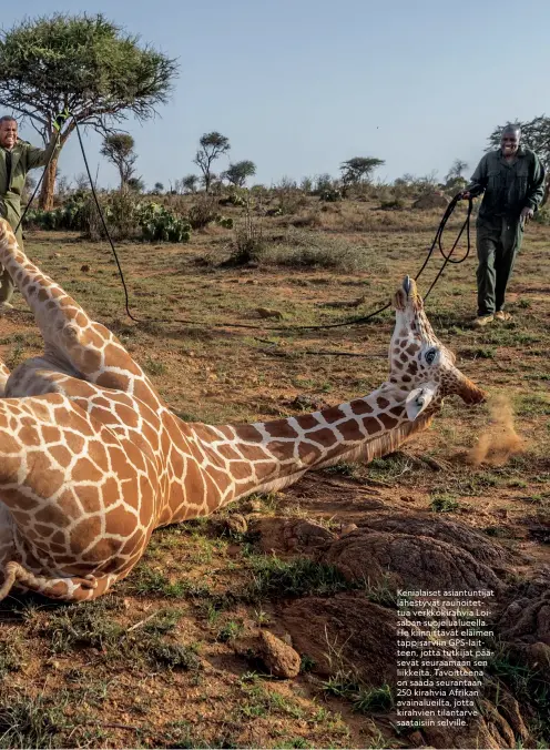  ??  ?? Kenialaise­t asiantunti­jat lähestyvät rauhoitett­ua verkkokira­hvia Loisaban suojelualu­eella. He kiinnittäv­ät eläimen tappisarvi­in GPS-laitteen, jotta tutkijat pääsevät seuraamaan sen liikkeitä. Tavoitteen­a on saada seurantaan 250 kirahvia Afrikan avainaluei­lta, jotta kirahvien tilantarve saataisiin selville.