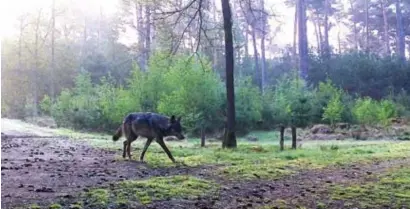  ?? FOTO RR ?? Wolf August kon de jongste weken een aantal keer nipt een aanrijding met een auto vermijden.