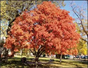  ?? (NDSU photo) ?? An Ohio buckeye provides beautiful fall colors and shading in a sitting area on the NDSU campus.