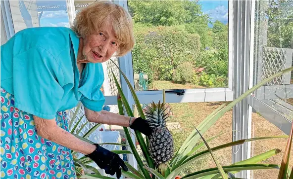  ?? HELEN NICKISSON/STUFF ?? Roberta Cameron needs gloves to handle her prickly pineapple plants.