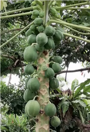  ?? ?? The garden contains many fruit trees, such as this papaya tree.