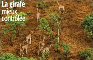  ??  ?? Au Cameroun (Faro-West-Lobéké), 9 girafes du Kordofan. Une image rare, surtout en dehors des blocs de chasse où l’espèce ne bénéficie, la plupart du temps, d’aucune protection.
