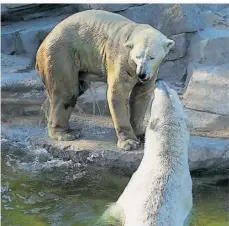  ?? FOTO: ZOO AMNÉVILLE ?? Eisbären Akiak und Henk.