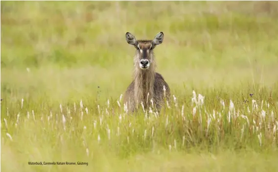  ?? ?? Waterbuck, Ezemvelo Nature Reserve, Gauteng