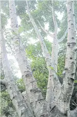  ??  ?? BARREN: Without wasps as pollinator­s, the fruit of this sycamore fig tree cannot develop.