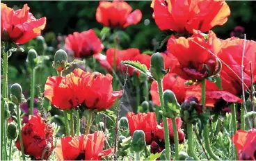  ??  ?? Red alert: Vibrant oriental poppy Beauty of Livermere blooms boldly in June