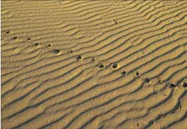  ??  ?? BIRD PRINTS and ridges formed by the wind mark the sand at the Ma-le’l Dunes North, which conservati­onists kept off-limits to off-road vehicles.