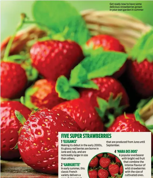  ?? ?? Get ready now to have some delicious strawberri­es grown in your own garden in summer
