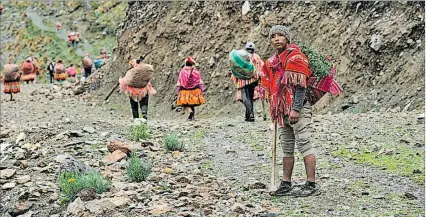  ?? PAULO SILVERA ?? Iniciativa. Indígenas trasladan esquejes de queñuales (’Polylepis’) para sembrarlos en laderas andinas.