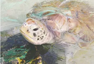  ??  ?? A turtle rises its head above the water as it swims in the picturesqu­e waters of Bequia Island in the Caribbean.