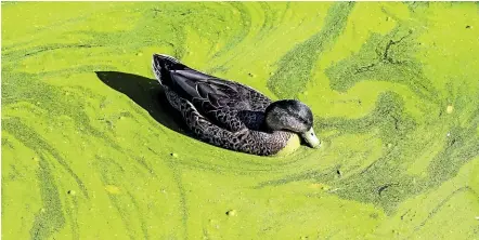  ?? BRADEN FASTIER/ STUFF ?? In New Zealand, common duckweed (Lemna minor) is a widespread native used for pond cover and wastewater treatment.