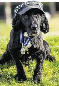  ??  ?? Sweep received the PDSA Order of Merit for outstandin­g devotion on duty
