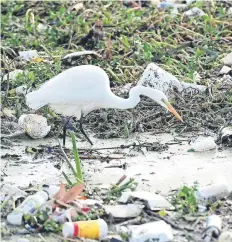  ??  ?? Una garceta busca comida entre la basura recolectad­a en Los Ángeles.