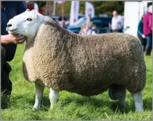  ?? Ref:RH24092204­1 ?? CHEVIOT AND overall show supreme was the SCC tup from Becks flock